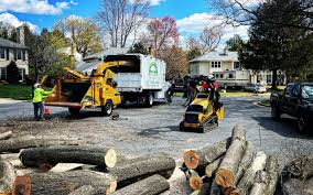 Best Tree Health Inspection  in Bountiful, UT