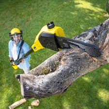 Best Emergency Tree Removal  in Bountiful, UT