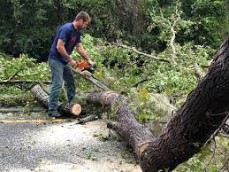Best Root Management and Removal  in Bountiful, UT