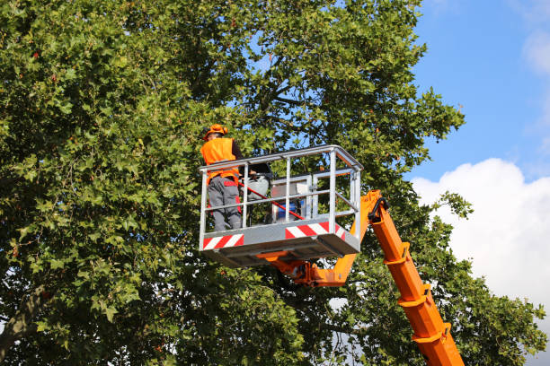 Reliable Bountiful, UT Tree Removal Solutions