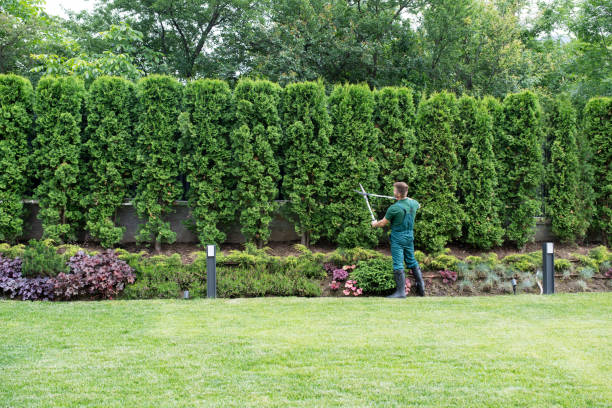 How Our Tree Care Process Works  in  Bountiful, UT