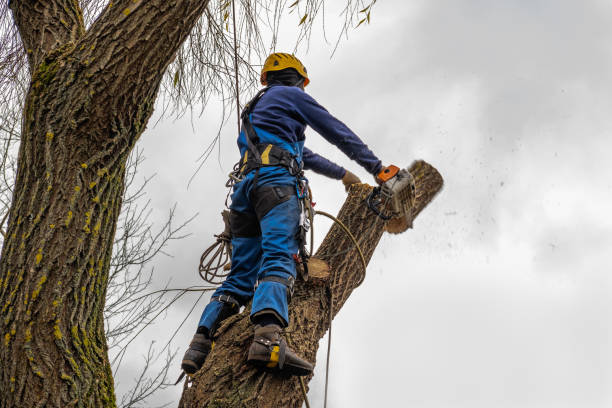 Best Storm Damage Tree Cleanup  in Bountiful, UT