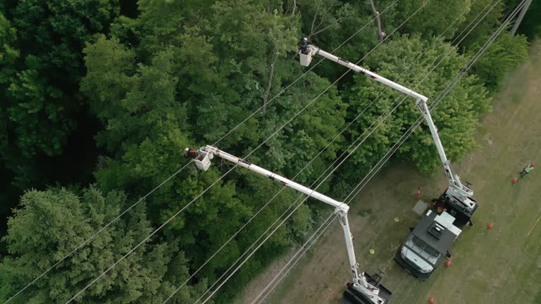 Best Commercial Tree Services  in Bountiful, UT