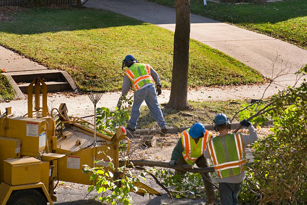 Best Tree Risk Assessment  in Bountiful, UT