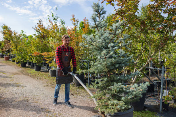Best Lawn Maintenance Plans  in Bountiful, UT