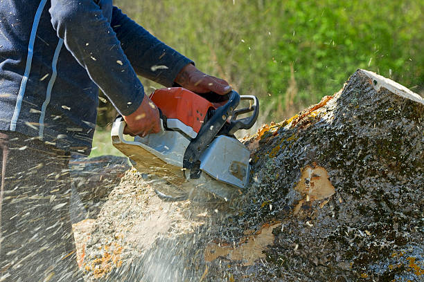 Best Landscape Design and Installation  in Bountiful, UT