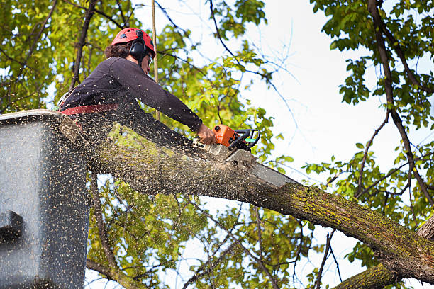 Best Tree Cabling and Bracing  in Bountiful, UT