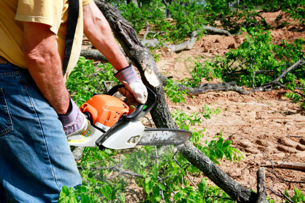 Tree and Shrub Care in Bountiful, UT